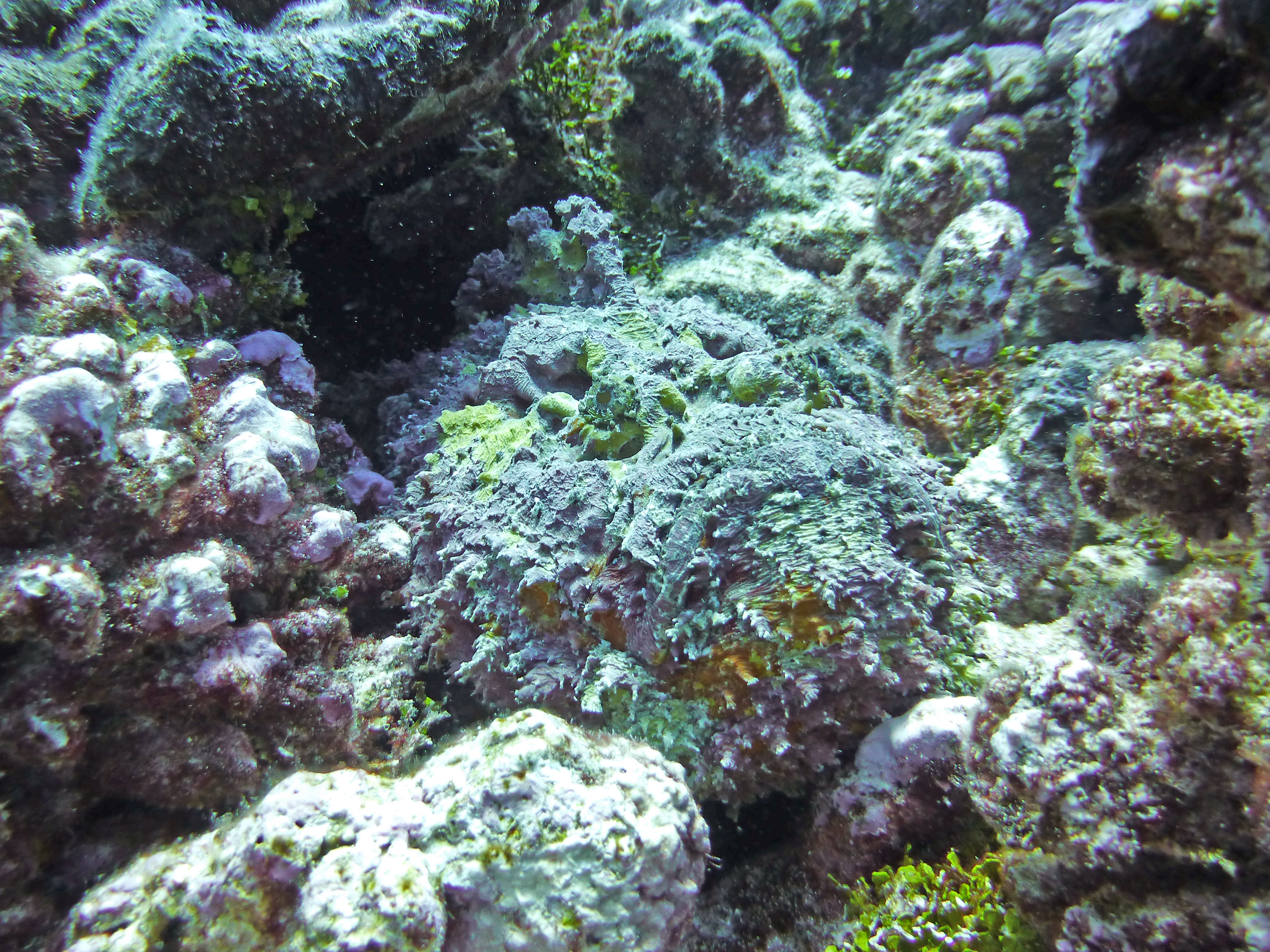 Reef stonefish, Rangiroa, French Polynesia 2023.